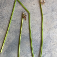 Schoenoplectiella mucronata (A Sedge) at Mulligans Flat - 19 Apr 2024 by isobellcrawford