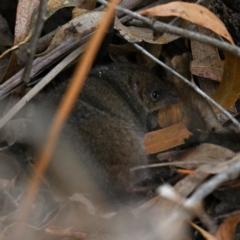 Antechinus agilis (Agile Antechinus) at Kambah, ACT - 19 Apr 2024 by davidcunninghamwildlife