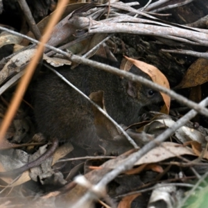 Antechinus agilis at Tidbinbilla Nature Reserve - 19 Apr 2024