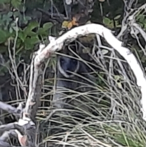 Wallabia bicolor at Lake Burley Griffin West - 19 Apr 2024 09:37 AM