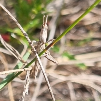 Keyacris scurra (Key's Matchstick Grasshopper) at suppressed - 19 Apr 2024 by clarehoneydove