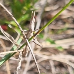 Keyacris scurra (Key's Matchstick Grasshopper) at QPRC LGA - 19 Apr 2024 by clarehoneydove