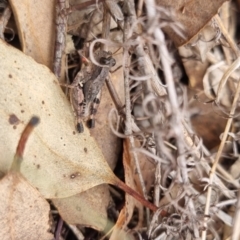 Phaulacridium vittatum (Wingless Grasshopper) at QPRC LGA - 19 Apr 2024 by clarehoneydove