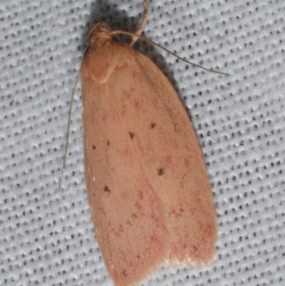 Garrha leucerythra (A concealer moth) at Freshwater Creek, VIC - 25 Feb 2024 by WendyEM