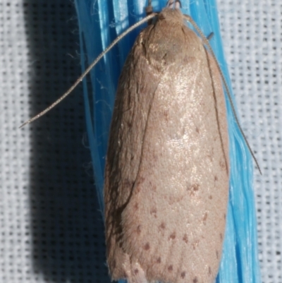 Garrha rubella (A Concealer moth) at Freshwater Creek, VIC - 25 Feb 2024 by WendyEM