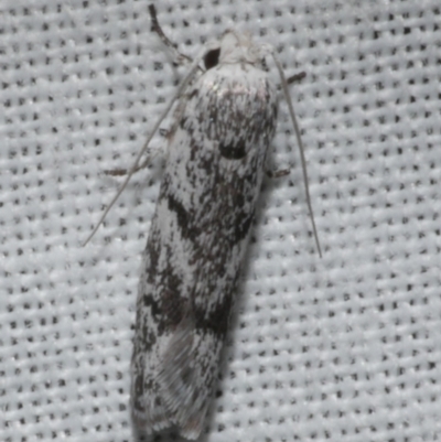 Lichenaula onychotypa (Lichenaula onychotypa) at Freshwater Creek, VIC - 25 Feb 2024 by WendyEM