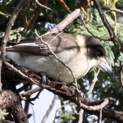 Cracticus torquatus (Grey Butcherbird) at Mulligans Flat - 18 Apr 2024 by AlisonMilton