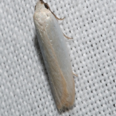 Scieropepla polyxesta (A Gelechioid moth (Xyloryctidae)) at Freshwater Creek, VIC - 25 Feb 2024 by WendyEM