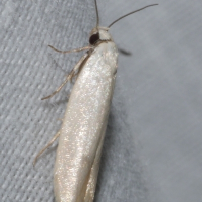 Scieropepla reversella (A Gelechioid moth (Xyloryctidae)) at Freshwater Creek, VIC - 25 Feb 2024 by WendyEM