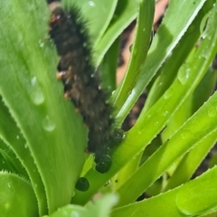 Lepidoptera unclassified IMMATURE (caterpillar or pupa or cocoon) at Isaacs, ACT - 7 Apr 2024 by galah681