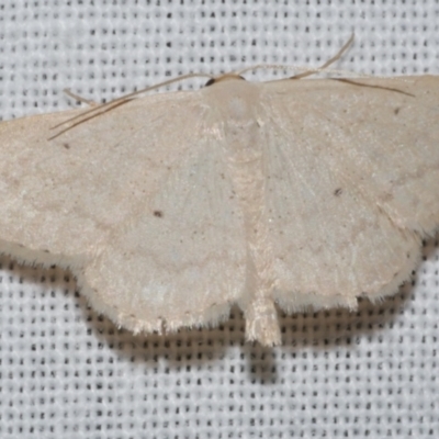 Scopula optivata (Varied Wave) at Freshwater Creek, VIC - 25 Feb 2024 by WendyEM