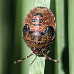 Unidentified Shield, Stink or Jewel Bug (Pentatomoidea) at ANBG - 10 Apr 2024 by HelenCross