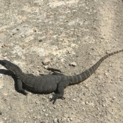 Varanus rosenbergi (Heath or Rosenberg's Monitor) at Brindabella National Park - 11 Feb 2021 by Pirom