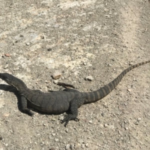 Varanus rosenbergi at Brindabella National Park - 11 Feb 2021