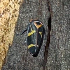 Eurymeloides pulchra (Gumtree hopper) at Corroboree Park - 6 Apr 2024 by Pirom