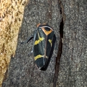 Eurymeloides pulchra at Corroboree Park - 6 Apr 2024 09:49 PM