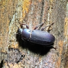 Meneristes australis (Darking beetle) at Ainslie, ACT - 6 Apr 2024 by Pirom