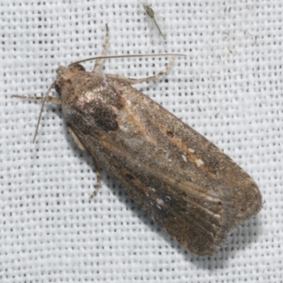 Athetis tenuis (Plain Tenuis Moth) at Freshwater Creek, VIC - 25 Feb 2024 by WendyEM