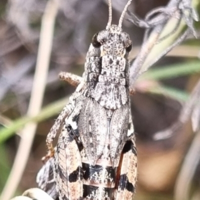 Phaulacridium vittatum (Wingless Grasshopper) at QPRC LGA - 19 Apr 2024 by clarehoneydove