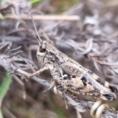 Phaulacridium vittatum at QPRC LGA - 19 Apr 2024