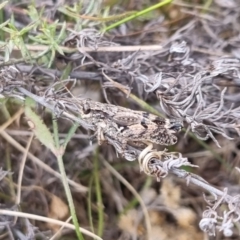 Phaulacridium vittatum at QPRC LGA - 19 Apr 2024