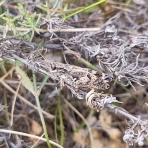 Phaulacridium vittatum at QPRC LGA - 19 Apr 2024