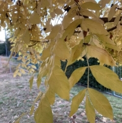 Fraxinus sp. (An Ash) at Mount Majura - 14 Apr 2024 by waltraud