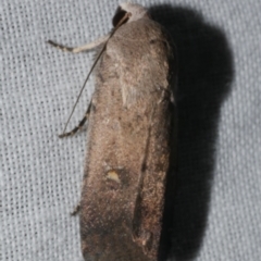 Proteuxoa adelopa (Acronictinae) at Freshwater Creek, VIC - 25 Feb 2024 by WendyEM