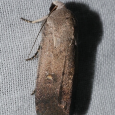 Proteuxoa adelopa (Acronictinae) at Freshwater Creek, VIC - 25 Feb 2024 by WendyEM