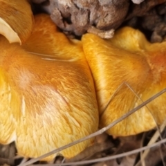 Gymnopilus junonius at QPRC LGA - suppressed