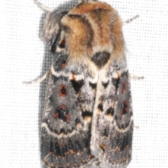 Proteuxoa sanguinipuncta (Blood-spotted Noctuid) at Freshwater Creek, VIC - 25 Feb 2024 by WendyEM