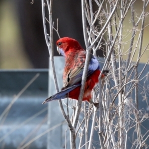 Platycercus elegans at Mulligans Flat - 19 Apr 2024