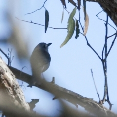 Colluricincla harmonica (Grey Shrikethrush) at Mulligans Flat - 19 Apr 2024 by AlisonMilton