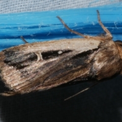 Proteuxoa tortisigna (Streaked Rictonis Moth) at Freshwater Creek, VIC - 25 Feb 2024 by WendyEM