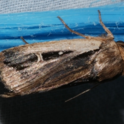 Proteuxoa tortisigna (Streaked Rictonis Moth) at Freshwater Creek, VIC - 25 Feb 2024 by WendyEM