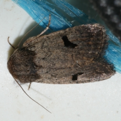 Thoracolopha (genus) (MOV Sp. 6) (A Noctuid moth (Acronictinae)) at Freshwater Creek, VIC - 25 Feb 2024 by WendyEM