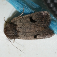 Thoracolopha (genus) (MOV Sp. 6) (A Noctuid moth (Acronictinae)) at Freshwater Creek, VIC - 25 Feb 2024 by WendyEM