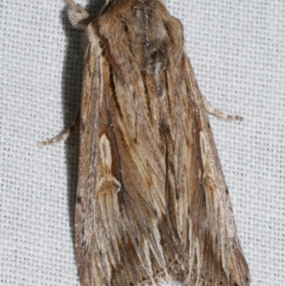 Persectania ewingii (Southern Armyworm) at Freshwater Creek, VIC - 25 Feb 2024 by WendyEM