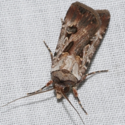 Agrotis munda (Brown Cutworm) at Freshwater Creek, VIC - 25 Feb 2024 by WendyEM