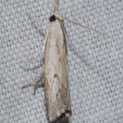 Culladia cuneiferellus (Crambinae moth) at Freshwater Creek, VIC - 25 Feb 2024 by WendyEM