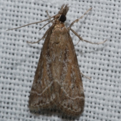Eudonia cleodoralis (A Crambid moth) at Freshwater Creek, VIC - 25 Feb 2024 by WendyEM
