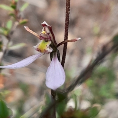 Eriochilus cucullatus (Parson's Bands) at Bruce, ACT - 18 Feb 2024 by Venture