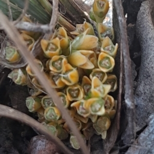 Lomandra bracteata at Mount Majura - 16 Sep 2023 12:54 PM