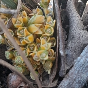 Lomandra bracteata at Mount Majura - 16 Sep 2023 12:54 PM