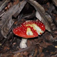 Amanita muscaria (Fly Agaric) at ANBG - 19 Apr 2024 by TimL