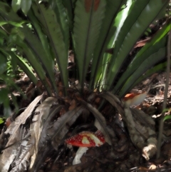 Amanita muscaria at ANBG - 19 Apr 2024