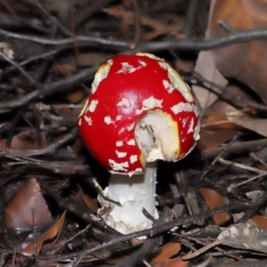 Amanita muscaria at ANBG - 19 Apr 2024