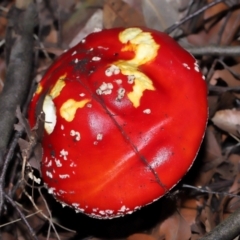 Amanita muscaria at ANBG - 19 Apr 2024