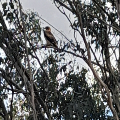 Hieraaetus morphnoides (Little Eagle) at Gunning Bush Block by JohnS