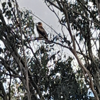 Hieraaetus morphnoides (Little Eagle) at Gunning Bush Block - 17 Apr 2024 by JohnS